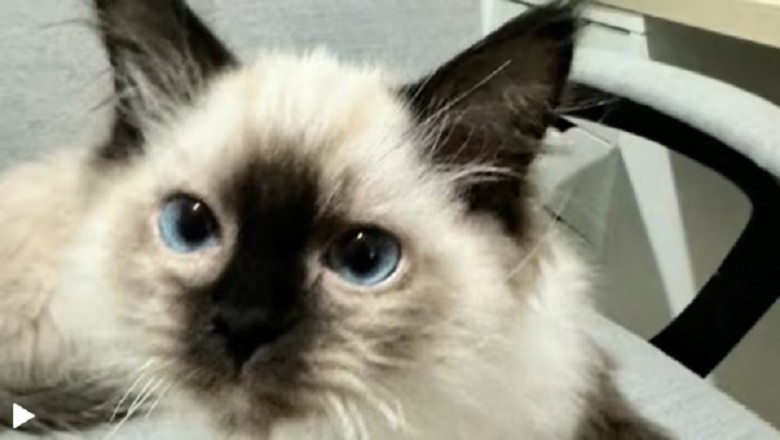 Heartwarming Reunion: Kittens' Surprise Reveal Leaves the Internet in Tears