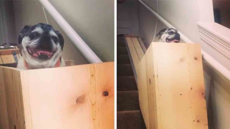 Heartwarming Video: Owner Builds Wooden Elevator to Help Her Old Pugs!