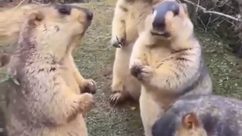 Hungry Marmot vs Food: Watch the Hilarious Feasting Frenzy of a Tiny Furball!