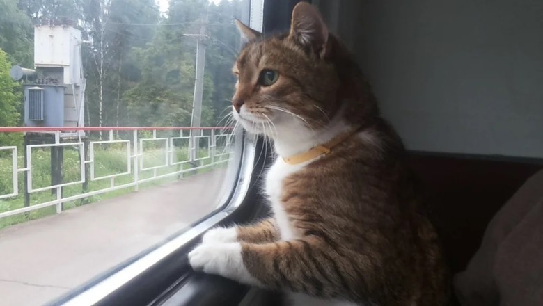A Game-Changing Solution For Finding Lost Cats and Dogs with Ease!