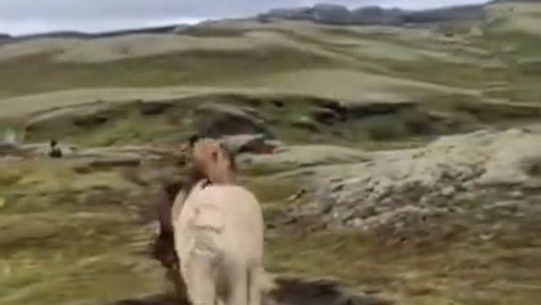 Watch as a Herd of Hilarious Horses Unleash their Inner Comedians!