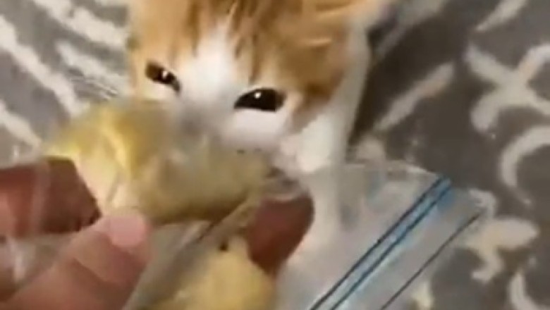 Hilarious Cat vs. Food: Feline Mastermind Pulls Off Epic Caper!