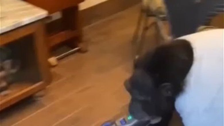 Hilarious Monkey Turns into the Ultimate Cleaning Master - Room Cleaning with a Twist!