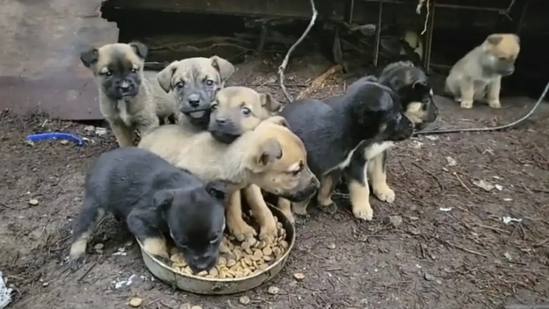 The Amazing Dog Who Led Rescuers to a Surprise: You Won't Believe What They Found!