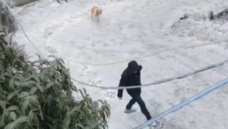 Animal Safety on Ice: Protecting Our Furry Friends in Winter