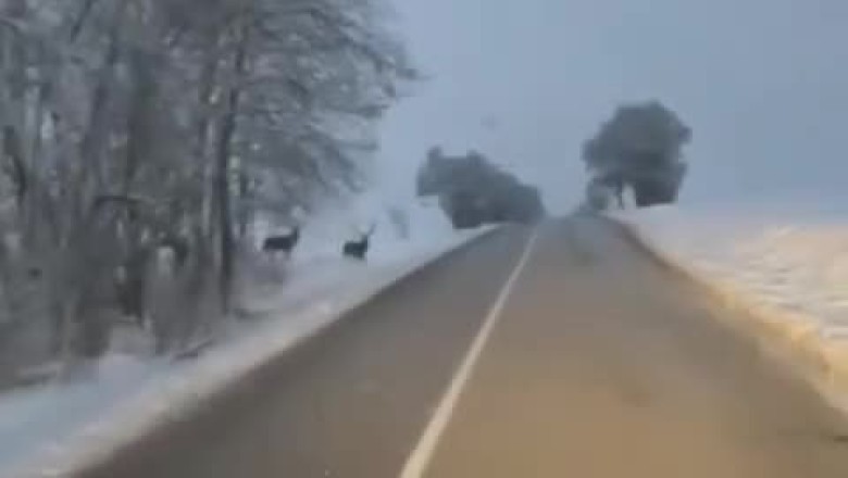 Deerly Hilarious: A Wild Deer Surprises Drivers on the Road!