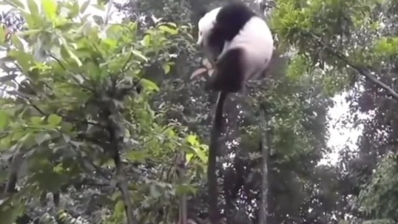 The Clumsy Panda Chronicles: An Adorably Hilarious Plummet from a Tree