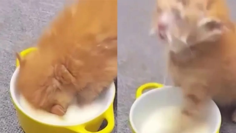 A Kitten's Epic Milk Dive: Smashing Mimemeter Records!