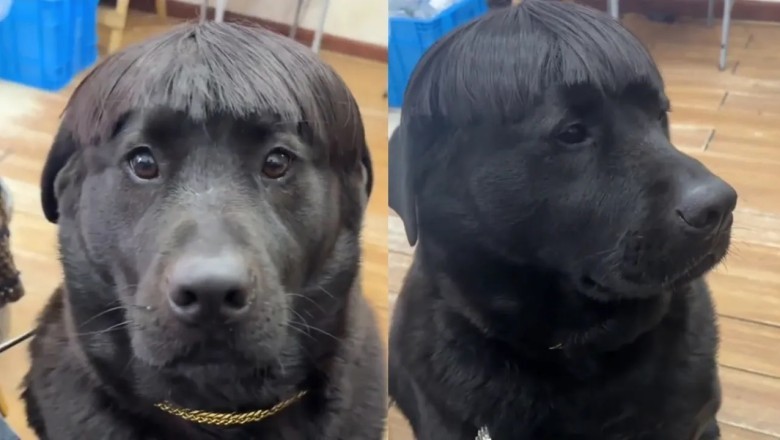 The Hilarious Mishap: When the Groomer Had One Too Many!
