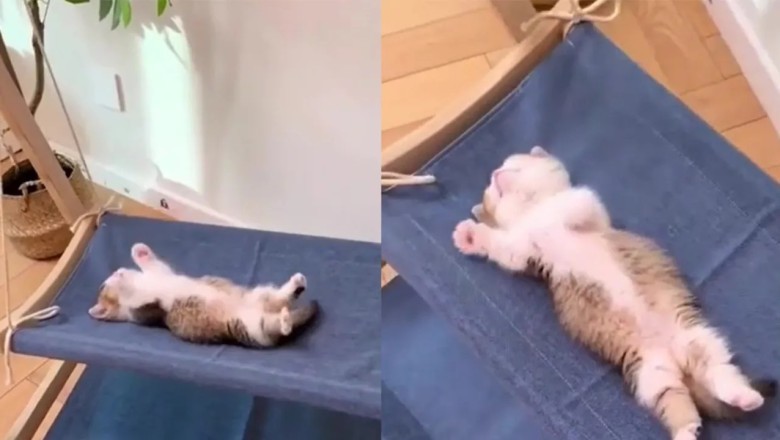 The Hilarious Tale of a Sleepy Kitten's Lazy Exercise