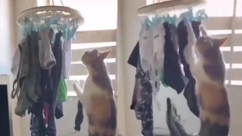 The Purrrfect Housekeeper: Cat Takes on the Laundry, Leaves Paw-sitive Vibes Online!