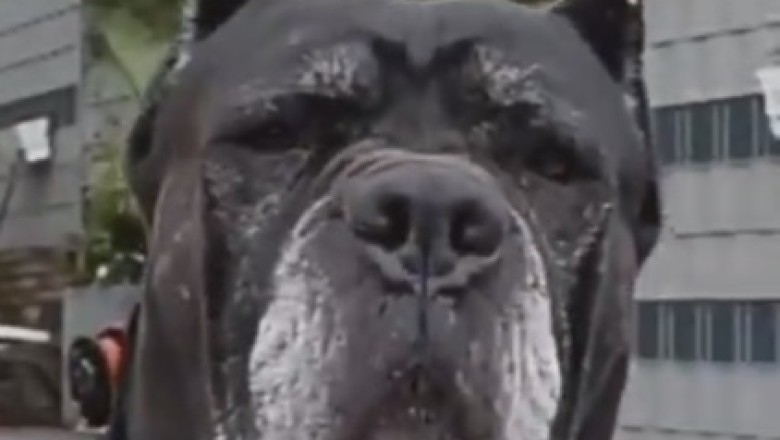 The Dashing Adventures of a Hilariously Handsome Dog: Prepare to Laugh Out Loud!