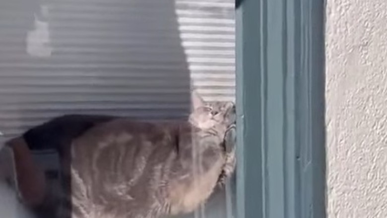 Purr-anormal Activity: Cat’s Hilarious Reaction to Helicopter Sounds Goes Viral!