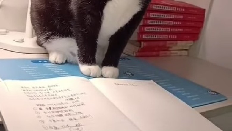 Purr-fectly Studious: Hilarious Cat Tries to Read from a Notebook!