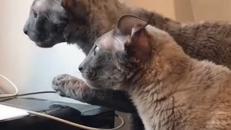 Double Trouble: Watch Two Cats Plotting in Window for Mischief!