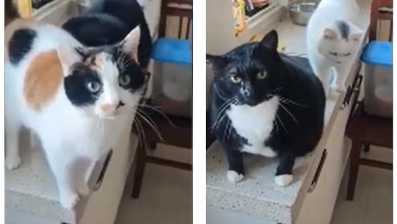 Meow-nificent Betrayal: Watch as a Hungry Cat Pushes Sister Off Table for Treats!
