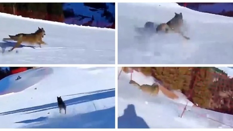 Outrage in the Alps: Skier Chases Wolf Down Slope, Police Launch Manhunt
