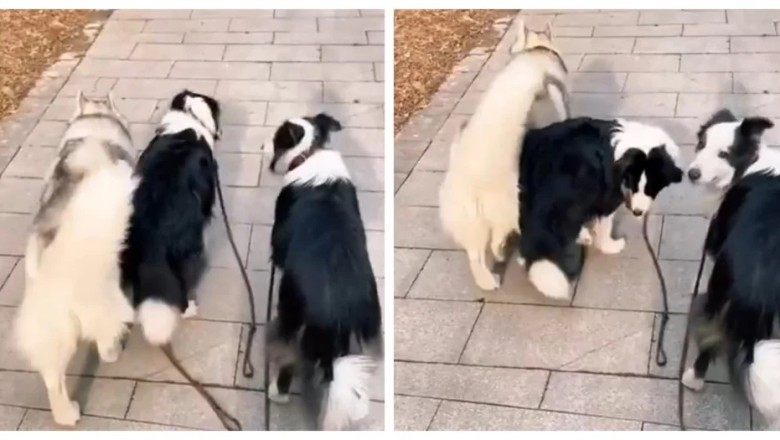 Genius Husky Stuns Owner in Adorable Leash Test