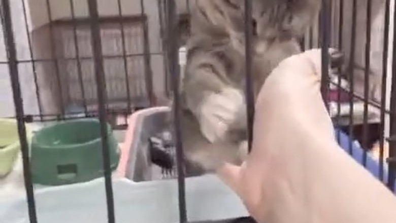 Pawsitively Hilarious: Cat's Paw-shake Gone Wild with a Human!