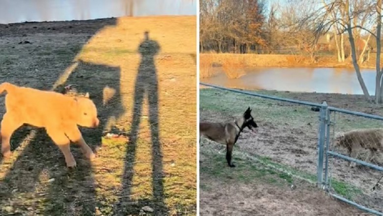 Heartwarming Tale of Friendship: Malinois Dog Bonds with Miniature Calf, Captivating Internet Users