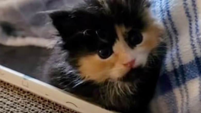 Lucky Kitten Brings Jackpot: A Heartwarming Tale of Rescue and Fortune