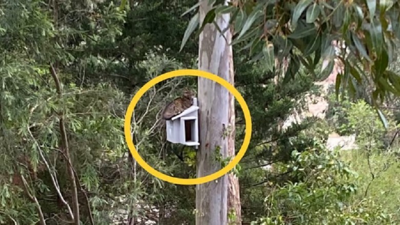 Unlikely Intruder in Owl Nest Box: A Heartwarming Tale of Finding Home