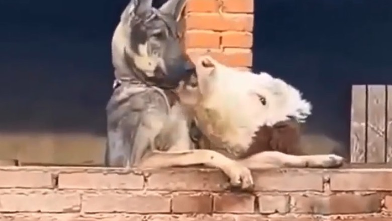 Hilarious Cow vs. Shepherd Dog Showdown: Who Will Win?