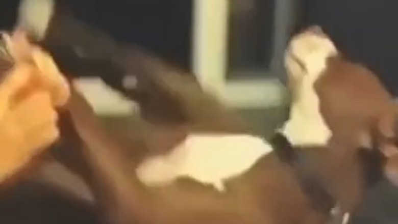 Nail Fail: Watch This Hilarious Video of a Dog's Tumble During a Nail Trim!