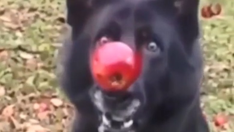 Paws and Pup: The Epic Showdown Between a Dog and an Apple!