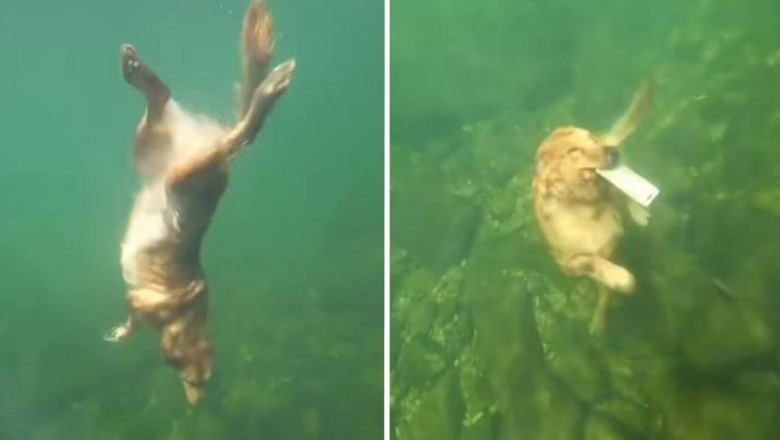 Watch This Golden Retriever Dive Like a Pro: Internet Goes Wild!