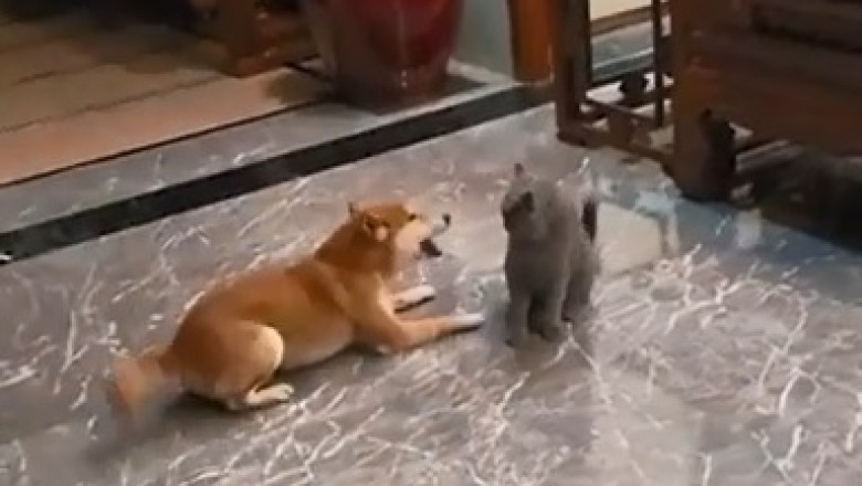 Fur Flying Frenzy: The Epic Showdown Between Cat and Dog!