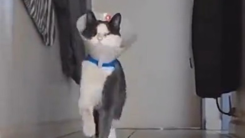 Purrfectly Polished: Cat Struts Like a Royal Guard in Hilarious Impersonation!