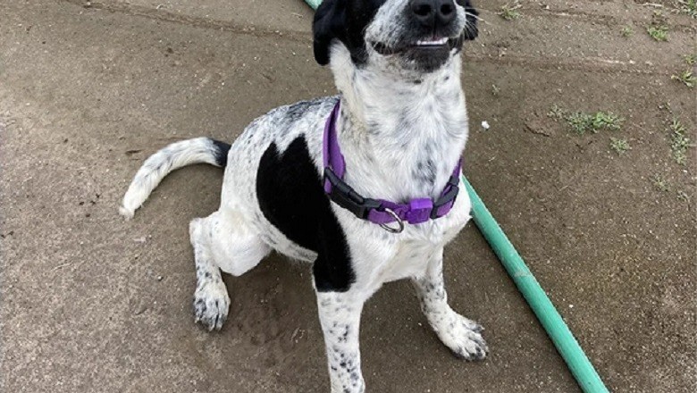Shelter Dog Albert Melts Hearts with His Winning Smile!