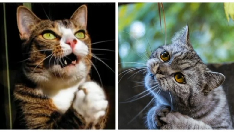 Unveiling the Secret Language of Feline Allure: 24 Ways Cats Master the Art of Persuasion