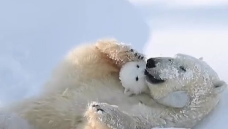 Adorable Arctic Duo: Heartwarming Moments of a Polar Bear and Cub's Playtime!