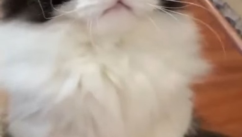 Dancing Whiskers: Viral Video of Hilarious Cat's Epic Moves Takes the Internet by Storm!