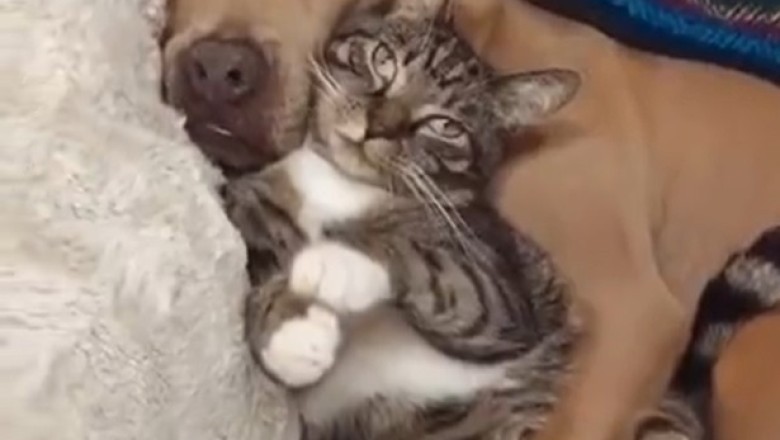 Feline and Fido Snooze Fest: Unlikely Duo Caught Napping Together!