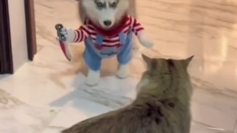 Hilarious Video: Watch as a Brave Dog Scares a Surprised Cat!