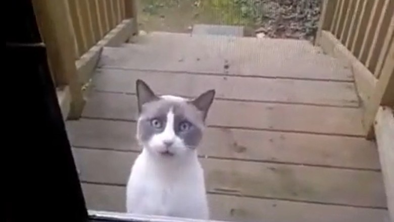Meow or Never: Hilarious Cat Goes Viral by Desperately Asking for Help!