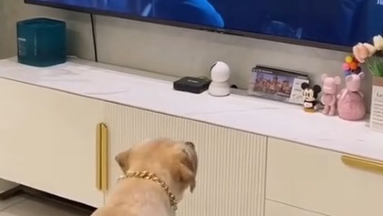 Nom Nom Nom! Adorable Pooch Goes Bonkers Over Sandwich in Hilarious Viral Video!