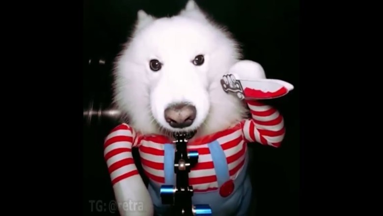 Paws for the Camera: Watch This Adorable Dog Nail the Art of Taking Selfies!