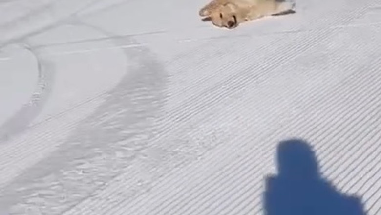 Pawsitively Hilarious: Dog Goes from Couch Potato to Mushing Maestro in Epic Sled Ride!