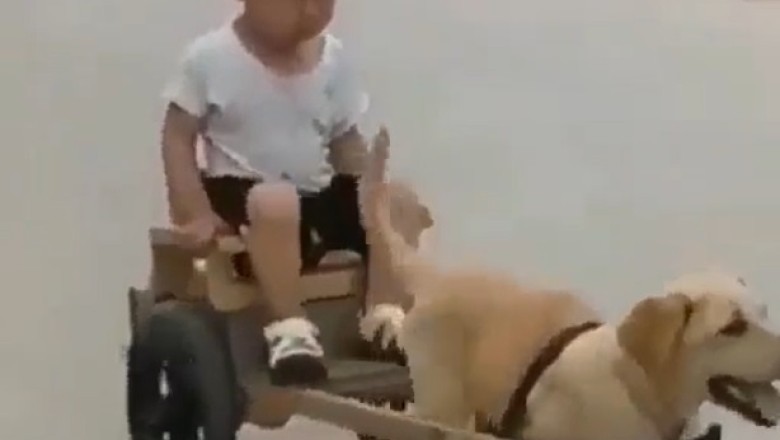 This Dog's Hilarious Attempt at Cart Pulling Will Leave You Howling with Laughter!