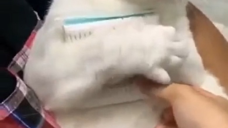 Watch This Hilarious Cat's Unexpected Obsession with Ear Cleaner!