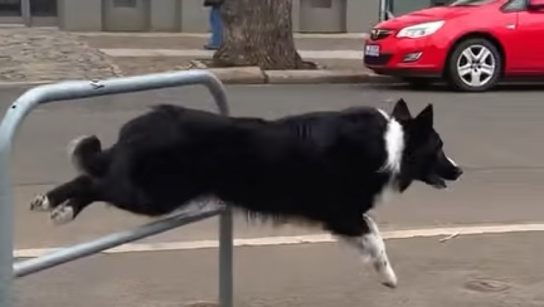 Zoom Zoom Woof: Watch This Speedy Pup Take Airborne Skills to the Next Level!