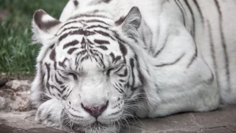 Caretaker's Unconventional Bonding with Ailing Tiger Brings Hope in Crisis