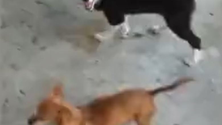 Hilarious Compilation: Pets That Will Make You LOL!