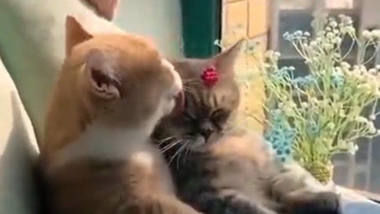 Love-Struck Cat: A Romantic Meow-mance!