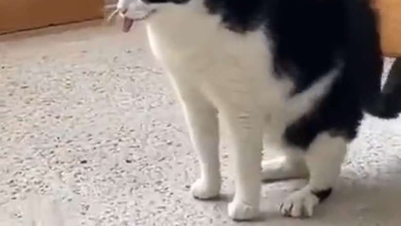 Purr-fect Moves: Watch This Cat Bust a Move on the Dance Floor!