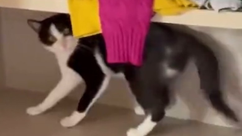 Whisker Wiggle Wonder! You Won't Believe the Hilarious Moves in This Cat's Strange Dance Routine!